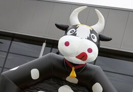 Standaard koetje springkussen voor kinderen kopen in opvallende kleuren met bovenop een groot 3D object. Koop springkussens online bij JB Inflatables Nederland